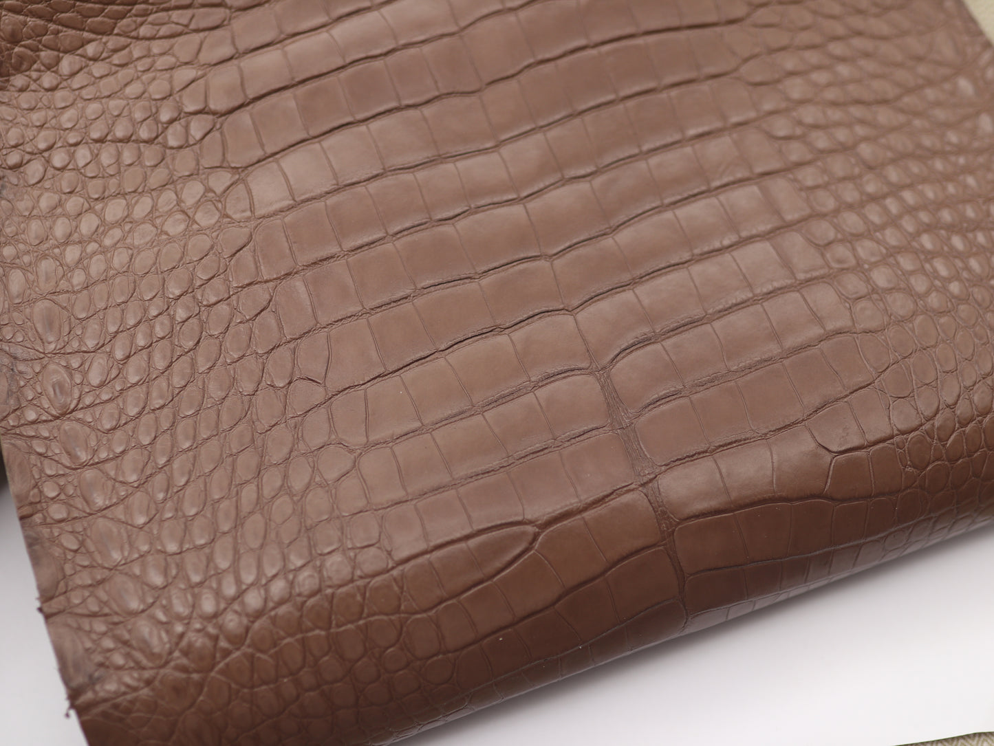 Genuine Taupe Alligator Skin