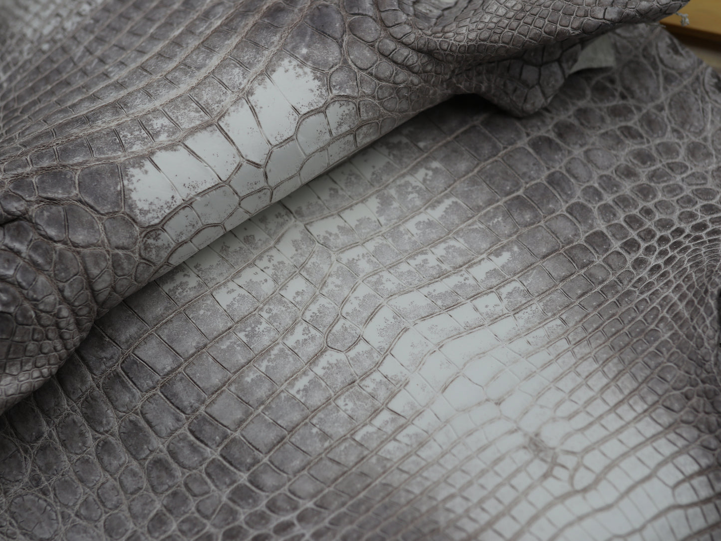 Genuine Hymalayan Alligator Skin
