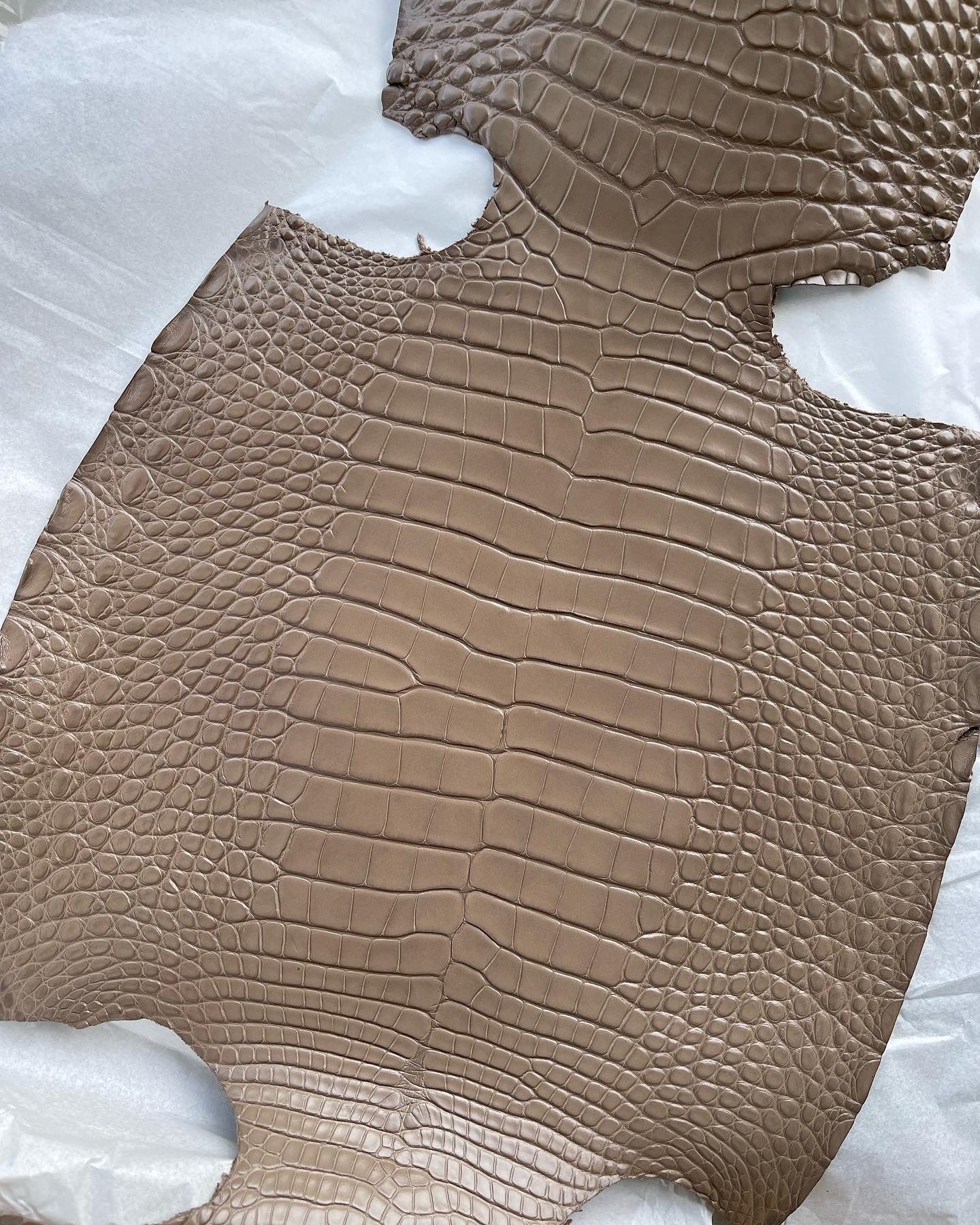 Genuine Mud Alligator Skin