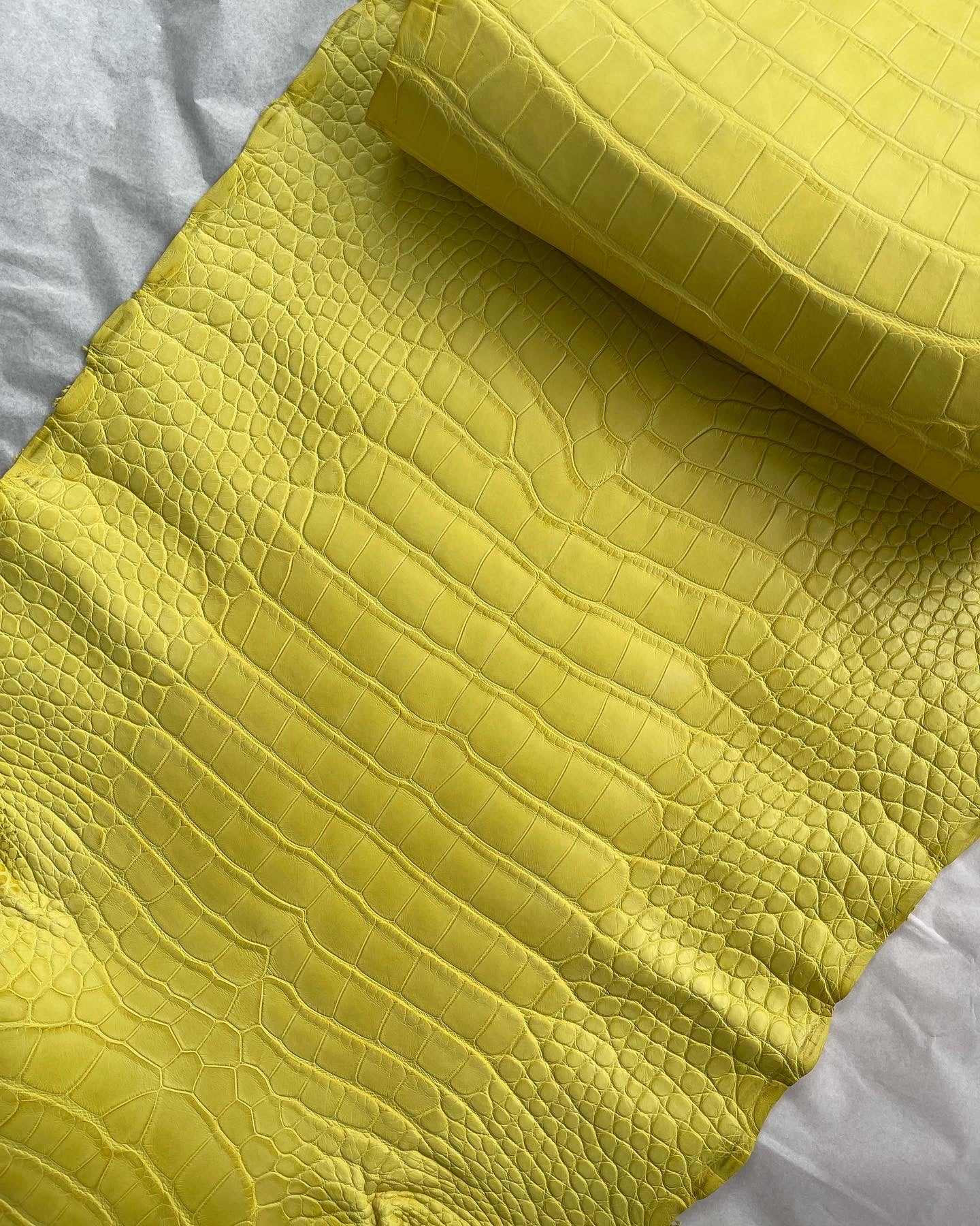 Genuine Yellow Alligator Skin