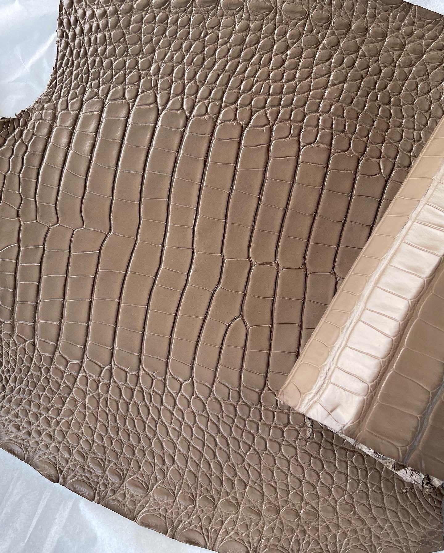 Genuine Mud Alligator Skin