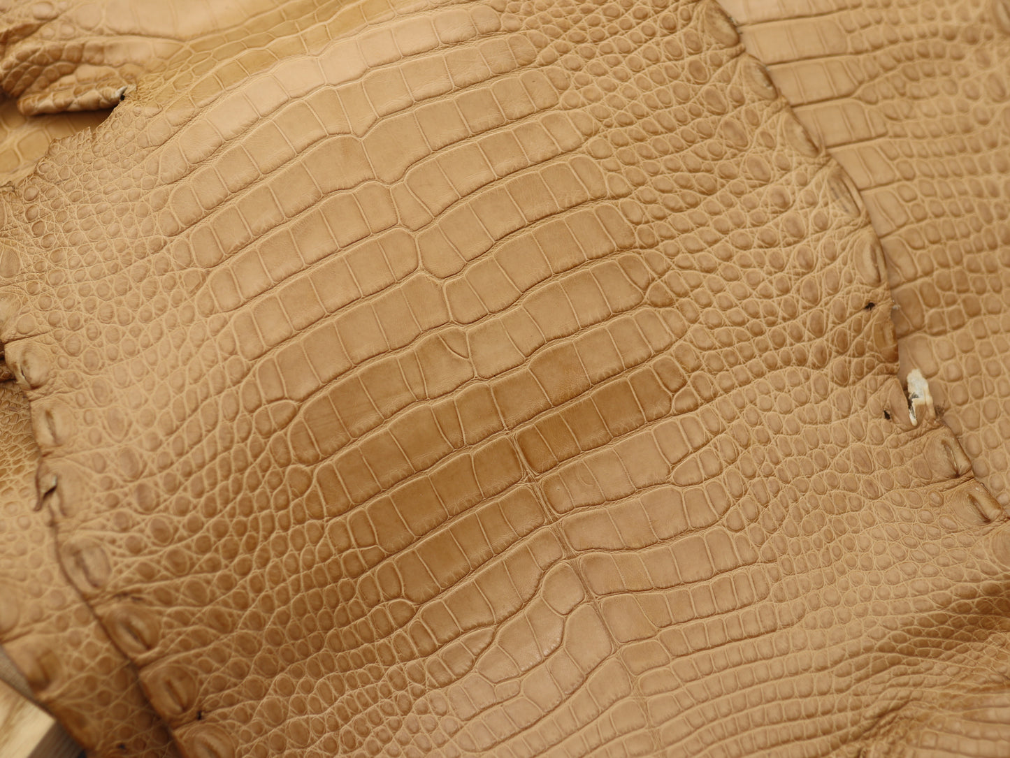 Genuine Beige Alligator Skin