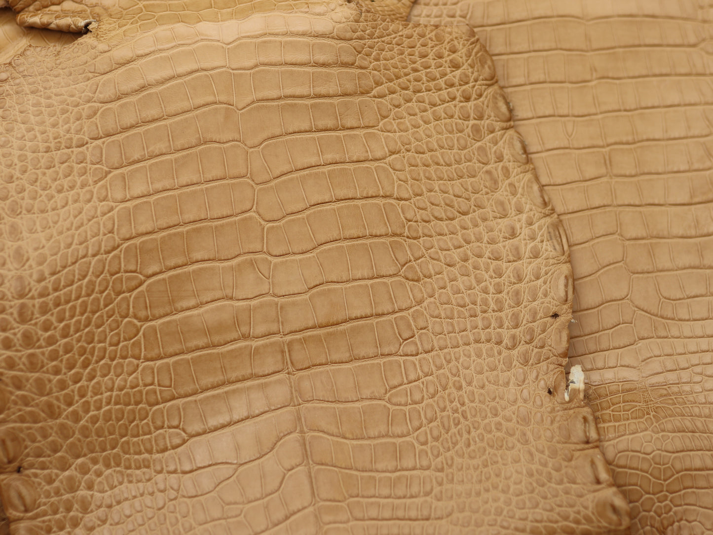 Genuine Beige Alligator Skin