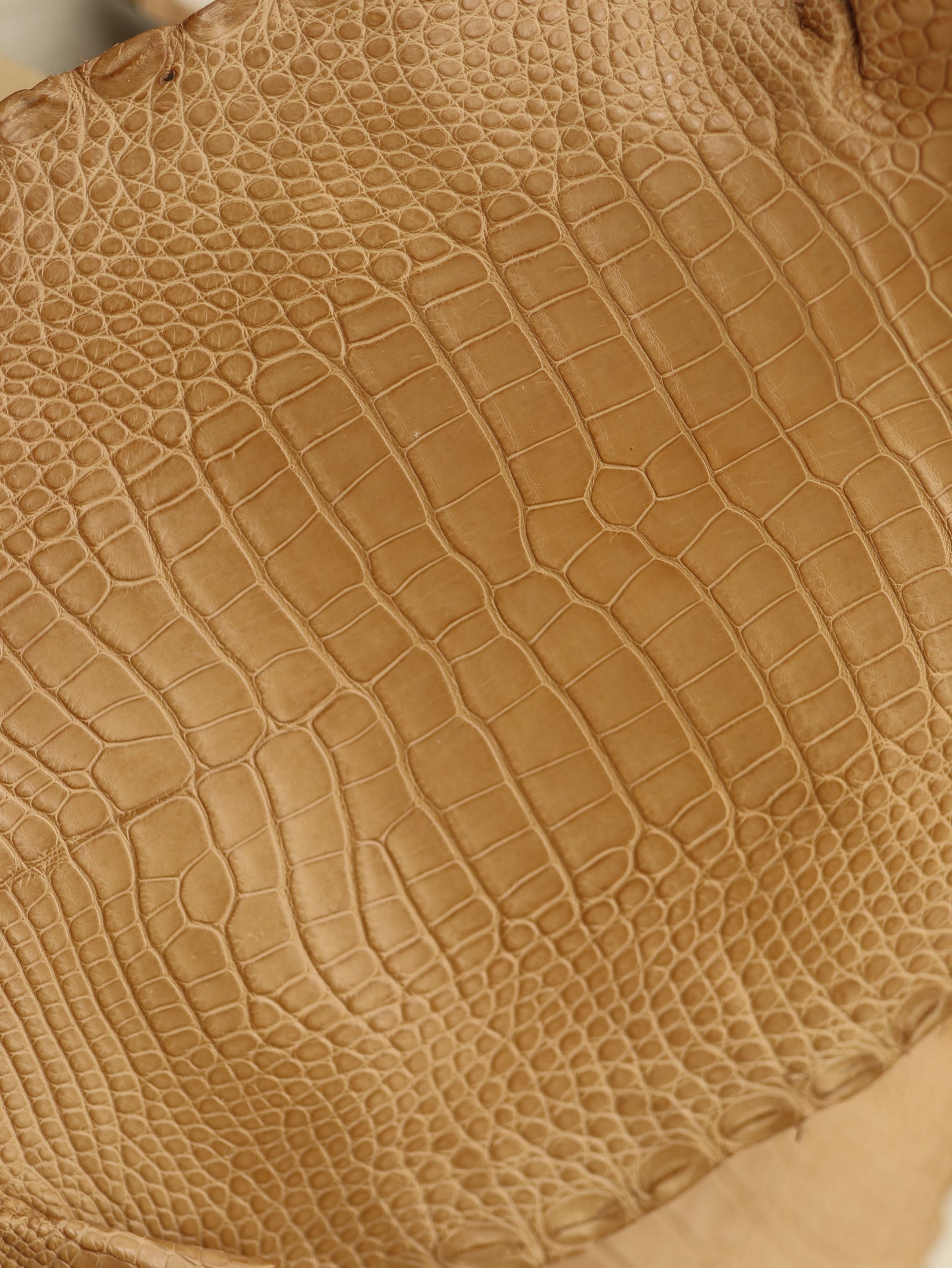 Genuine Beige Alligator Skin