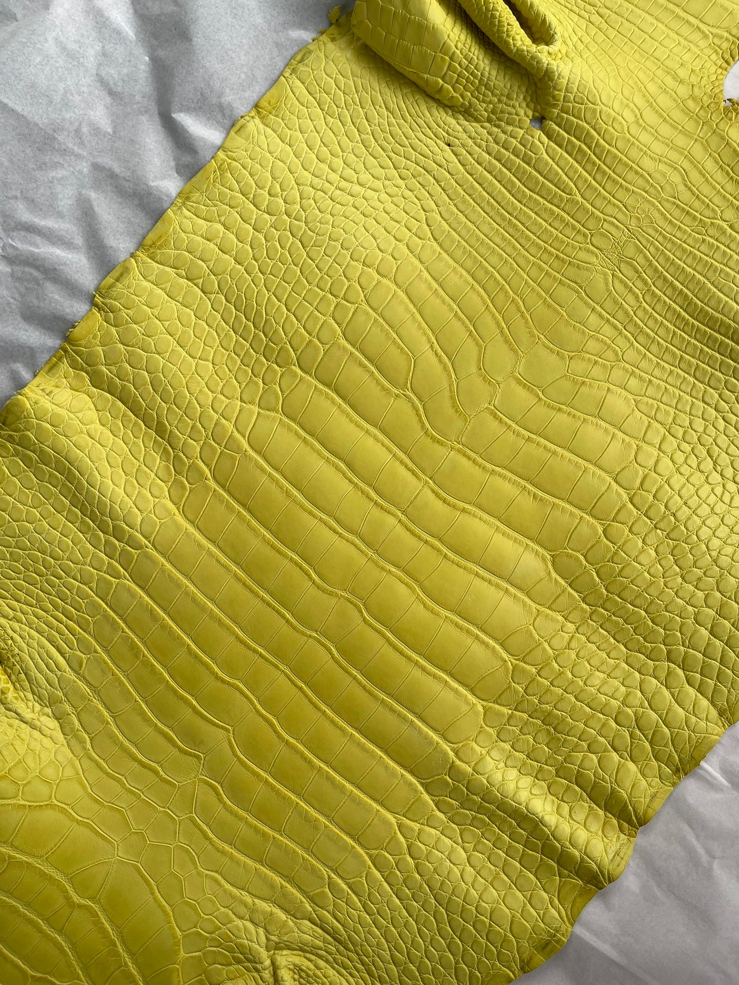 Genuine Yellow Alligator Skin