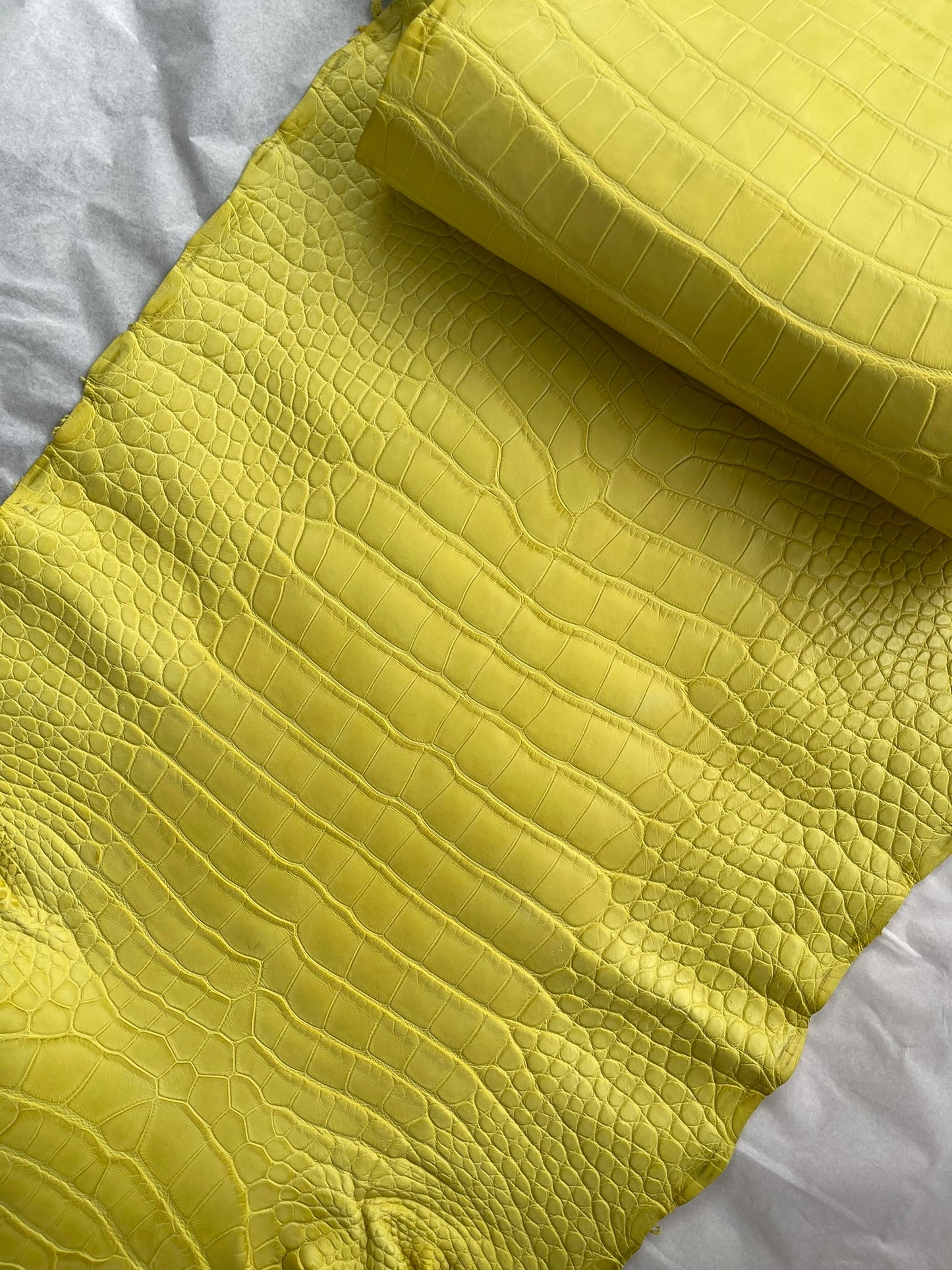 Genuine Yellow Alligator Skin