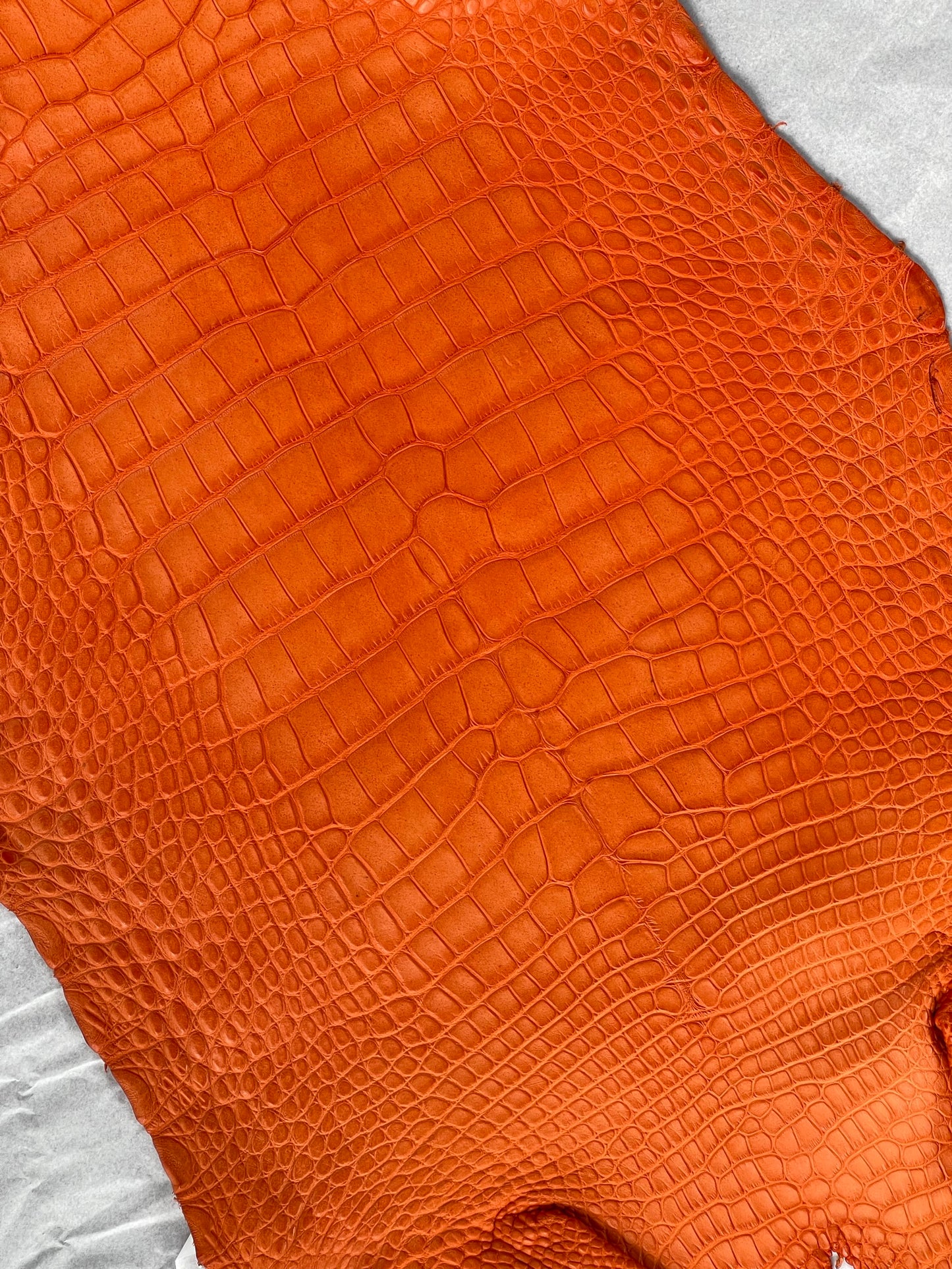 Genuine Orange Alligator Skin