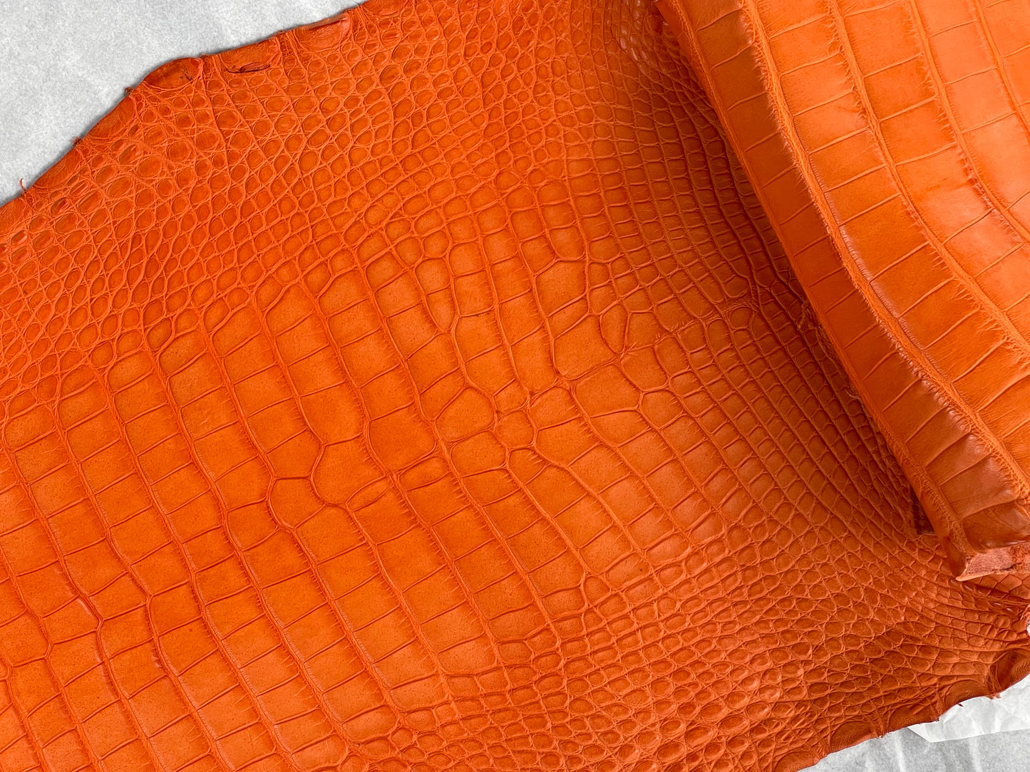 Genuine Orange Alligator Skin