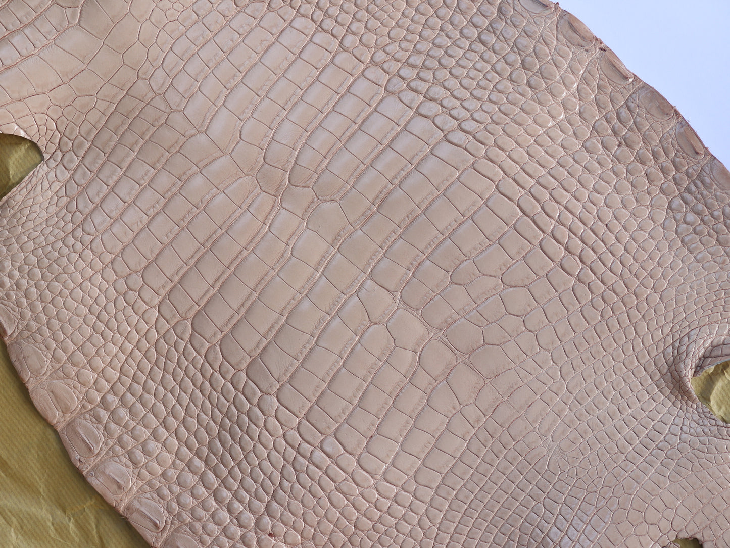 Genuine Beige Alligator Skin