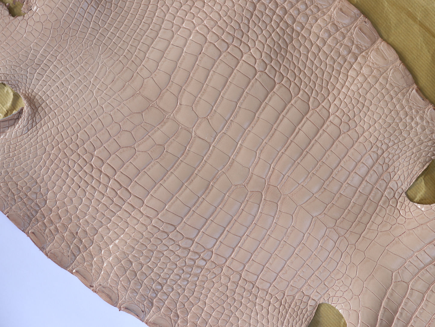Genuine Beige Alligator Skin