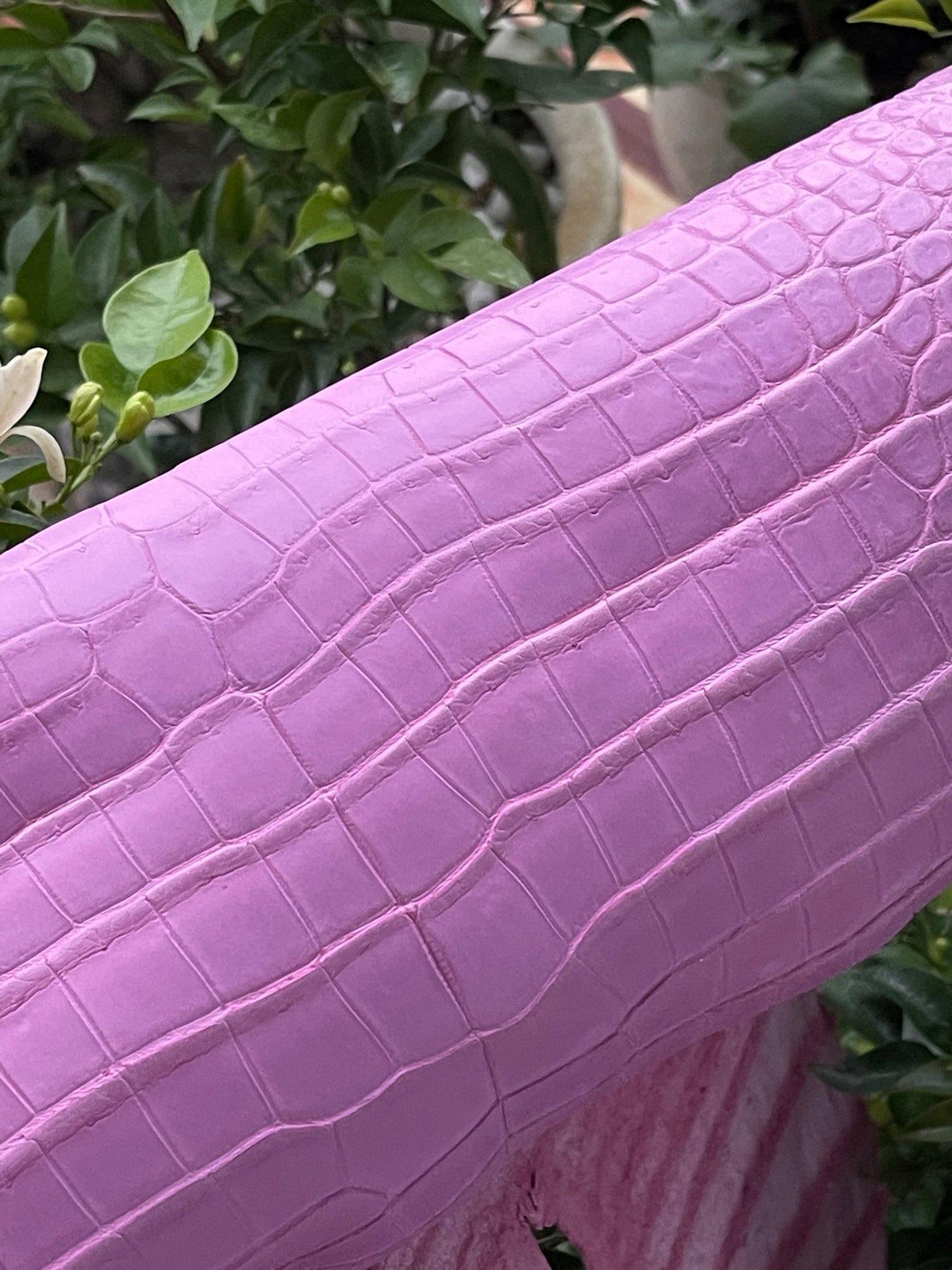Genuine Pink Alligator Skin
