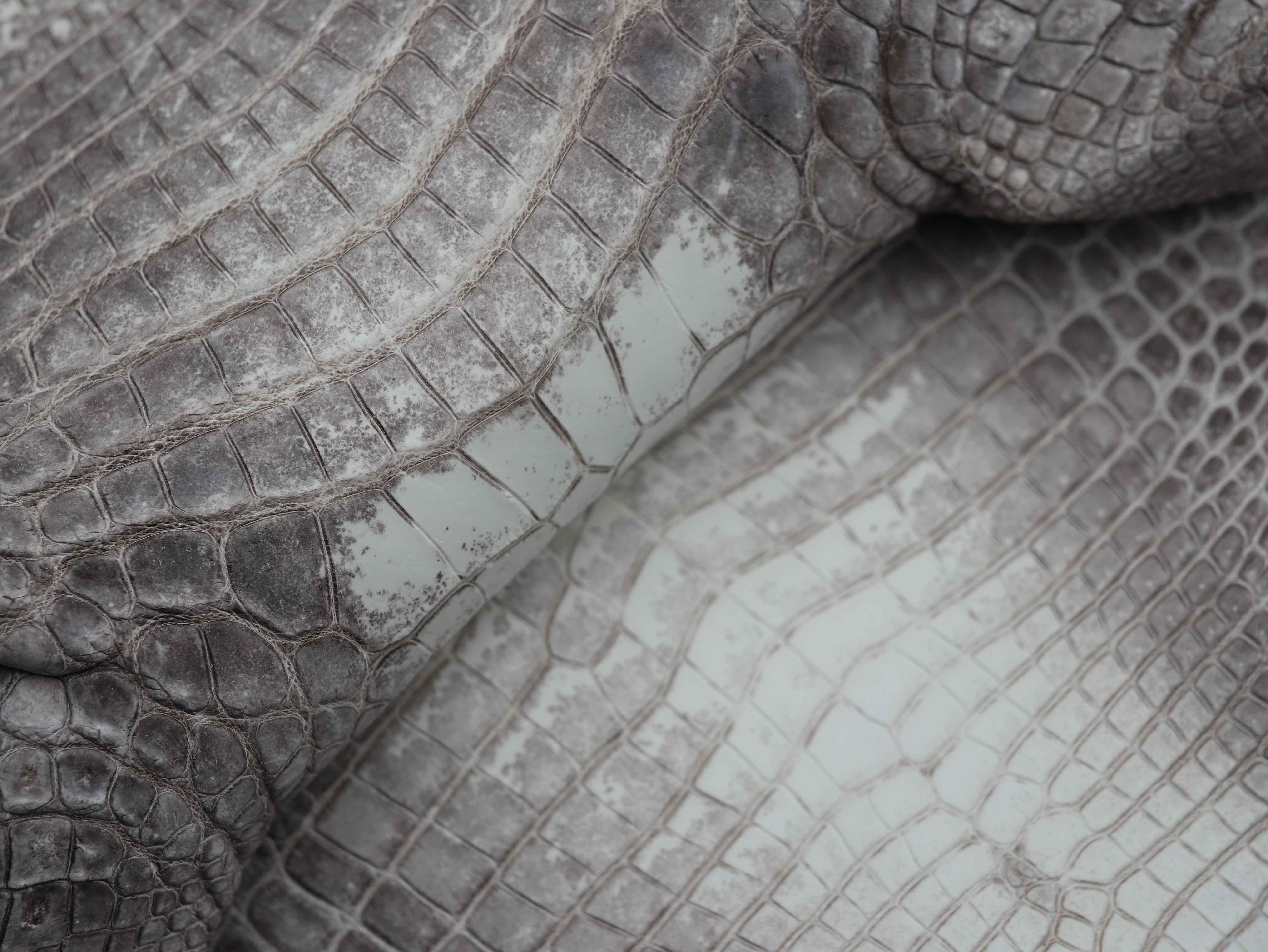Genuine Hymalayan Alligator Skin – Tjcleather