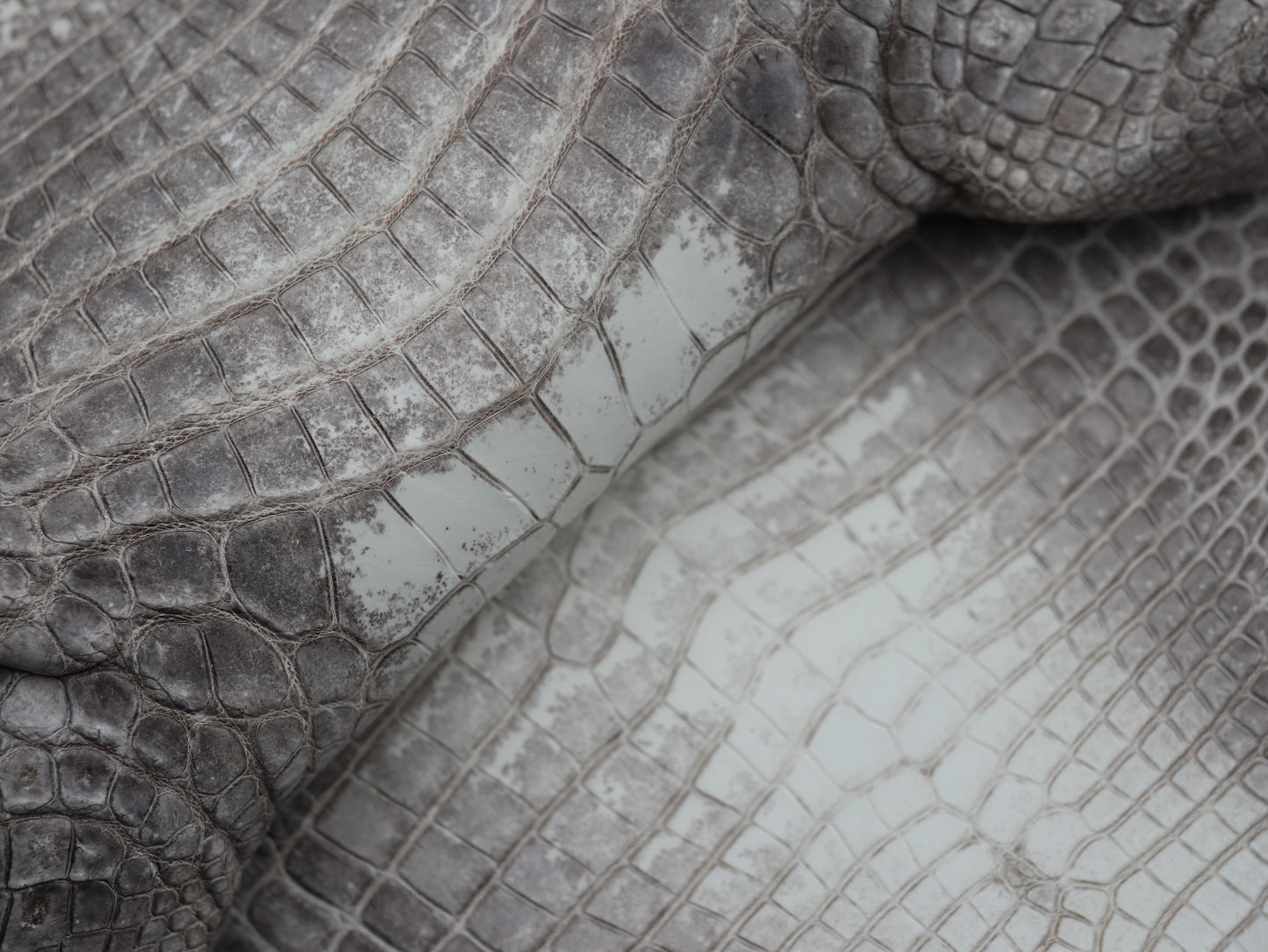 Genuine Hymalayan Alligator Skin