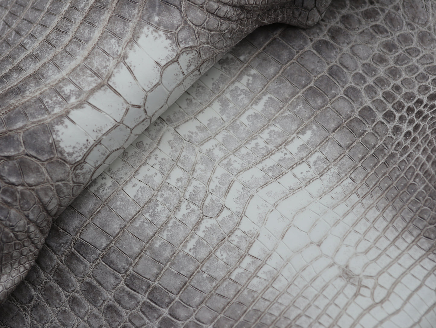 Genuine Hymalayan Alligator Skin