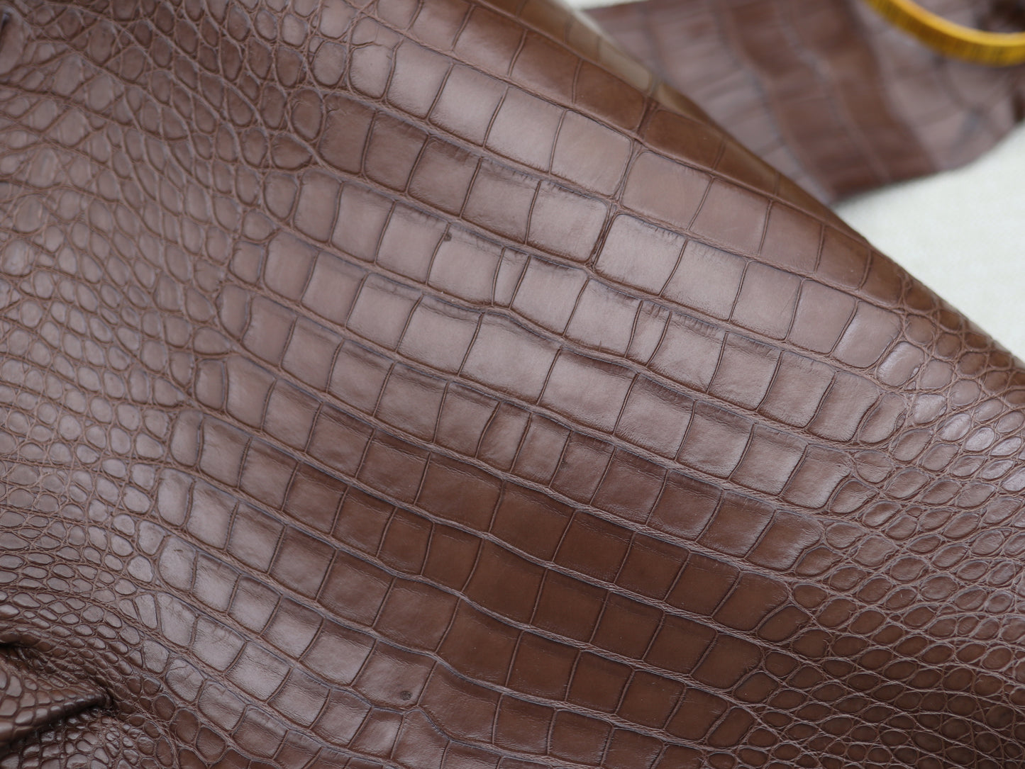 Genuine Brown Alligator Skin