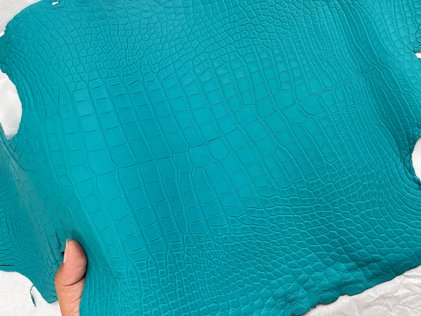 Genuine Turqoise Alligator Skin