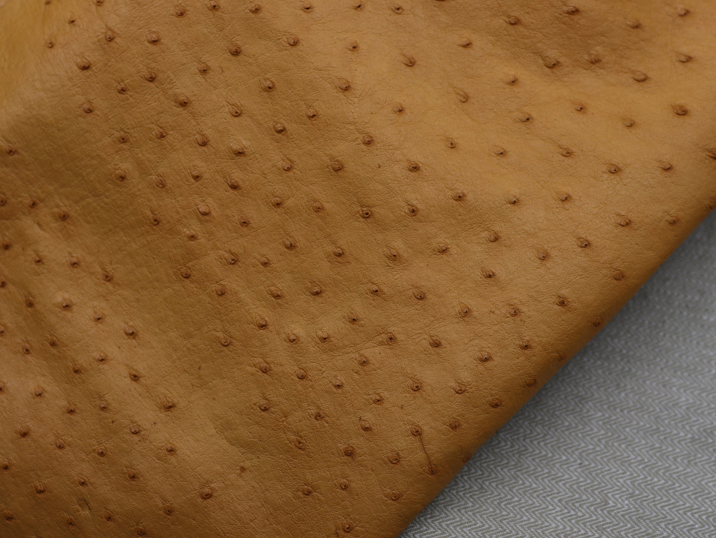 Genuine Ostrich Skin