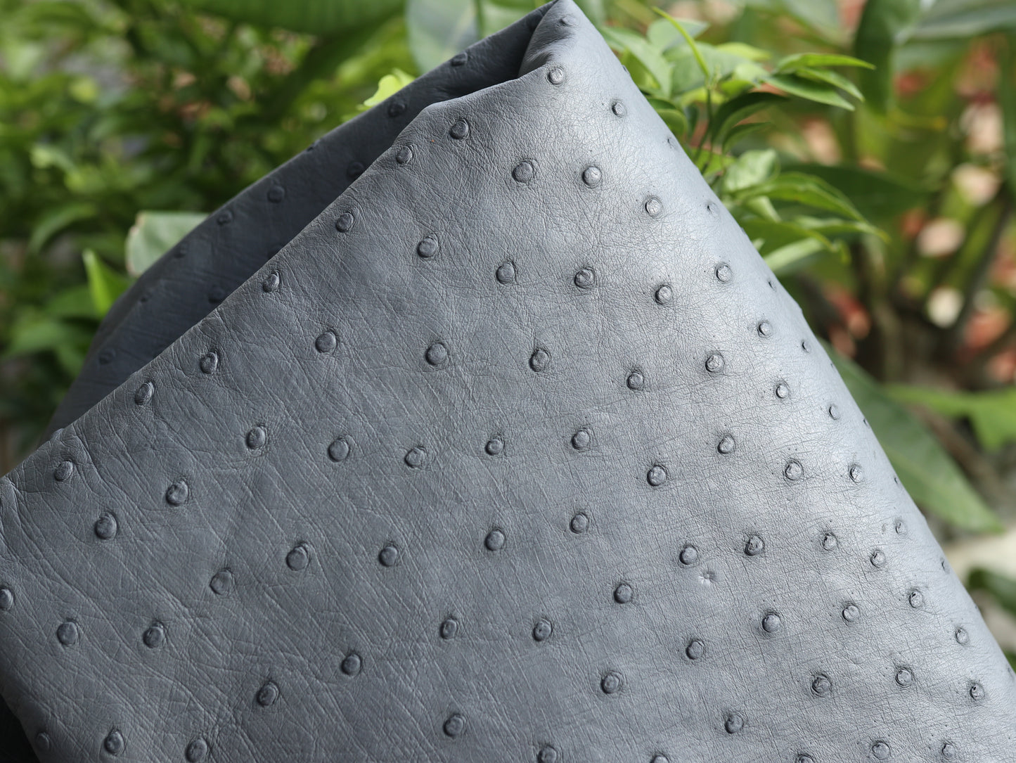 Genuine Ostrich Skin