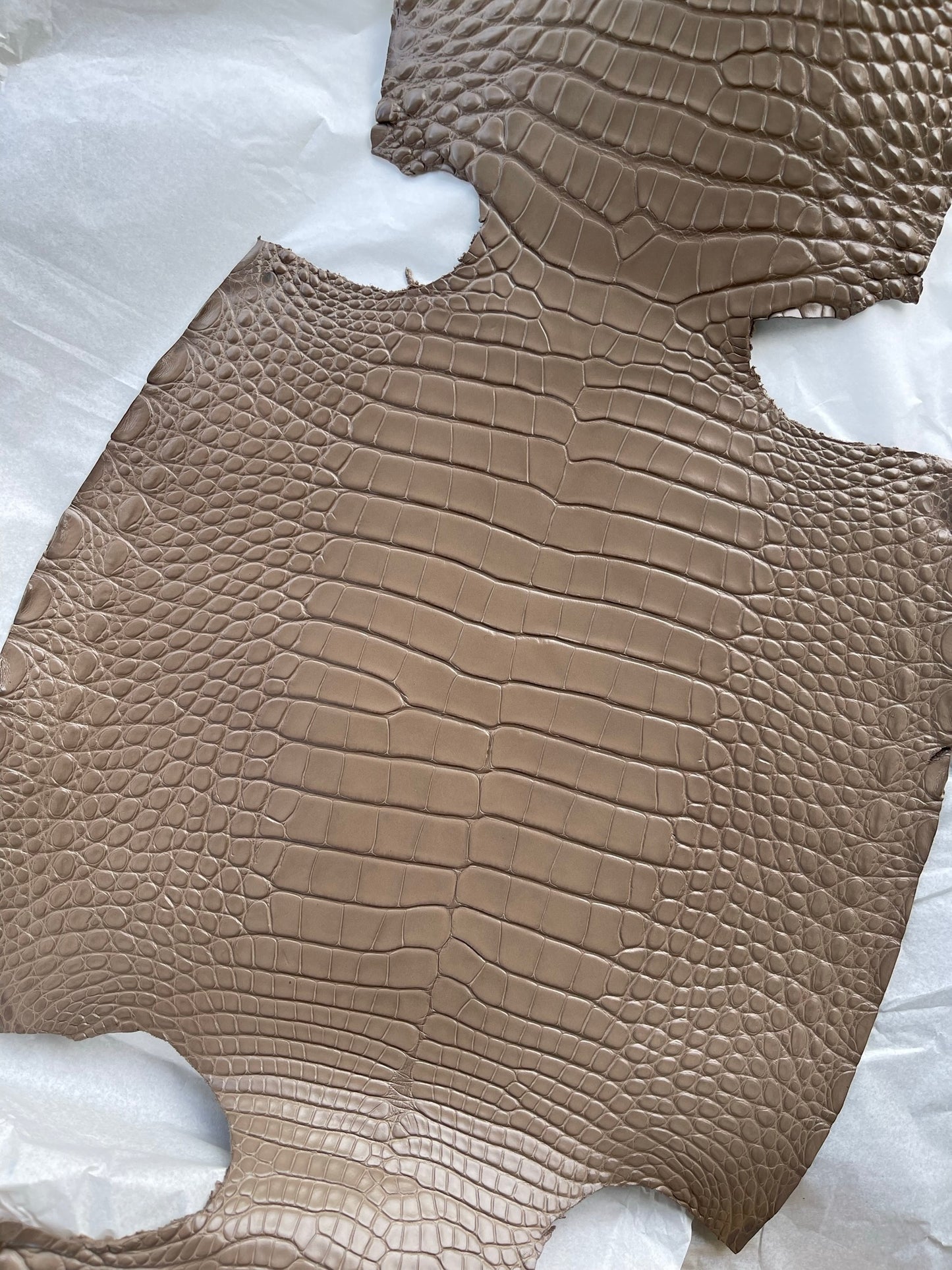 Genuine Mud Alligator Skin