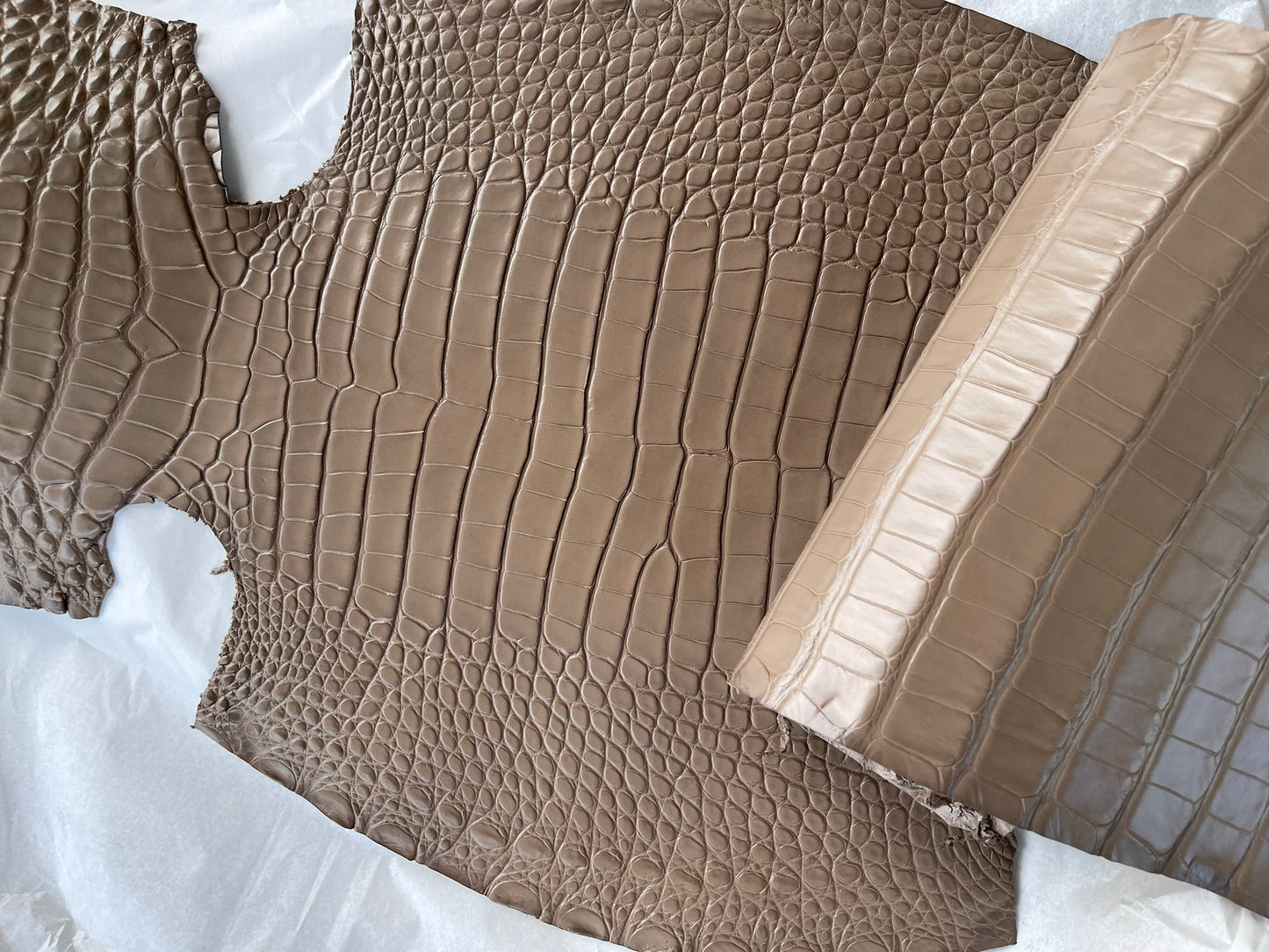 Genuine Mud Alligator Skin